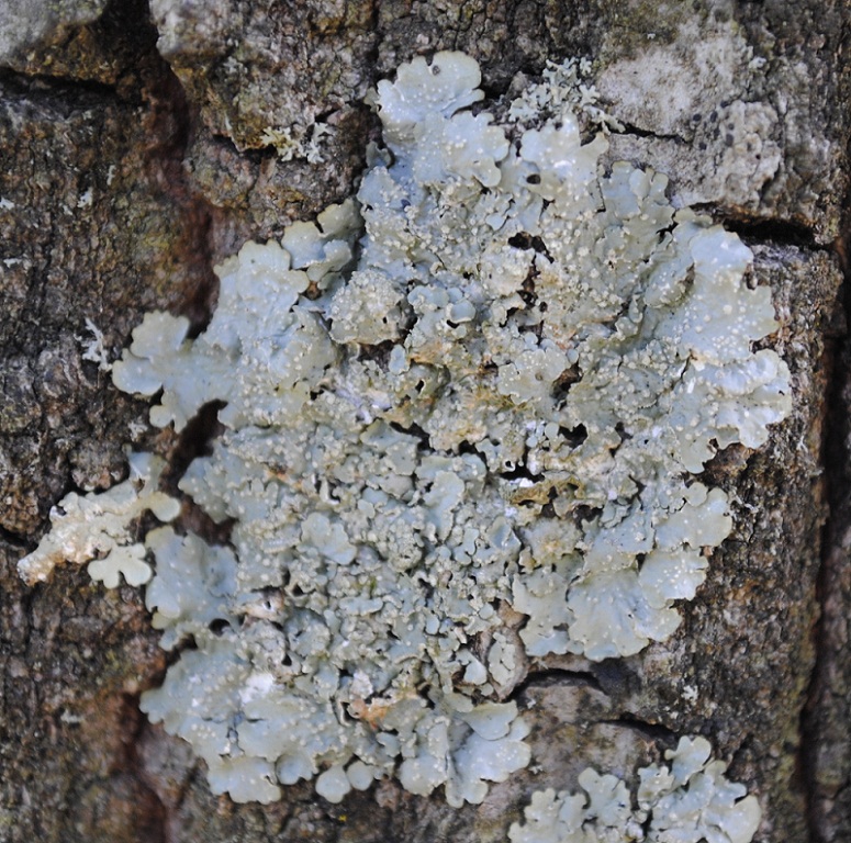 Punctelia subrudecta??